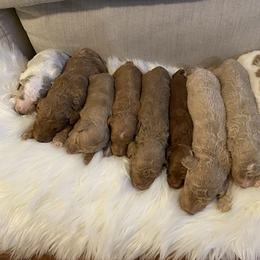 Poodle Puppies from Schrute Farms Standard Poodles