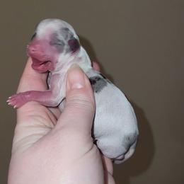 Merle boy sow - Merle male Chihuahua puppy in Ashtabula, Ohio from Paw's & Awe's Chihuahuas