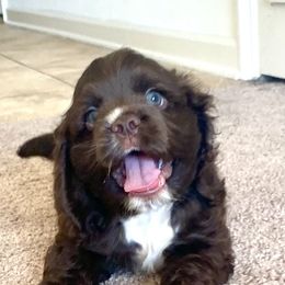 Cocker Spaniel Puppies from Huntcrest Cockers