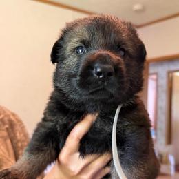 Suzanne - Sable female German Shepherd puppy in Winterport, Maine from Vom Stevens Old Fashioned German Shepherds