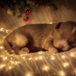 Dawn - Apricot female Cavapoo puppy in Atlanta, Georgia from RockaDoodles