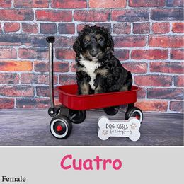 Cuatro - Bernedoodle puppy from Country Breeze Doodles & Poodles