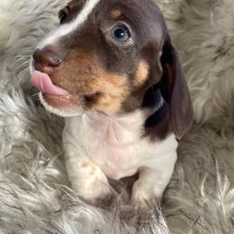 Cocoa - Chocolate and tan female Dachshund puppy in Granbury, Texas from Welden’s Miniature Dachshunds
