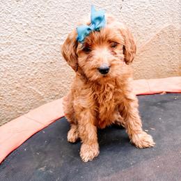 F1B Goldendoodle Skye - Red  female Goldendoodle puppy in Redding, California from Casa Delarosa Collective Poodles & Doodles