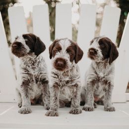 Wirehaired Pointing Griffon Puppies from Double Barrel Griffons