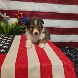Starla - Sable and white female Shetland Sheepdog puppy in Altha, Florida from Hill Top Shelties