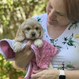 Cocker Spaniel Puppies from Taylor’s Cockerspaniels