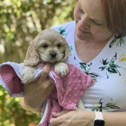 Cocker Spaniel Puppies from Taylor’s Cockerspaniels