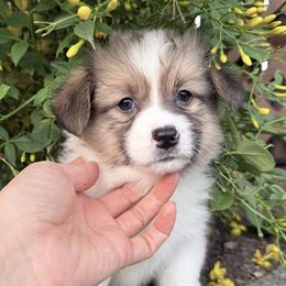 Col Mustard - Red male Pembroke Welsh Corgi puppy in Bakersfield, California from Kern River Corgis