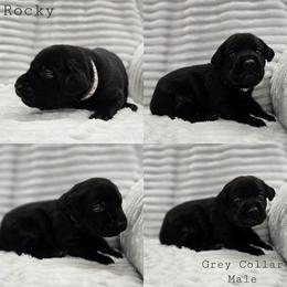 Rocky - Grey Collar - Black male Labrador Retriever puppy in Boyd, Minnesota from Lindley Labradors
