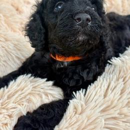 Sunshine orange - Phantom male Poodle puppy in Lakeland, Florida from Gulfside Poodles