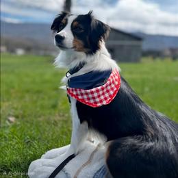 Moonie - Toy Australian Shepherd