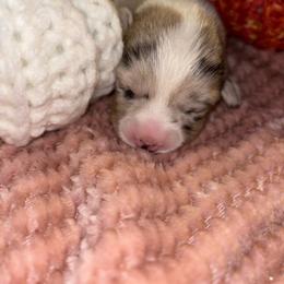 Blanche - Brindle merle and white female American Corgi puppy in Madison, North Carolina from Montgomery Corgis