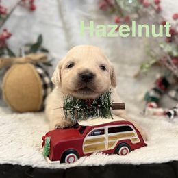 Hazelnut - Light golden female Golden Retriever puppy in Salt Lake City, Utah from Soaring golden retrievers