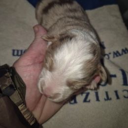 Red Merle girl 1 - Red merle female Toy Australian Shepherd puppy in Madisonville, Tennessee from LaRose Farm & Kennels