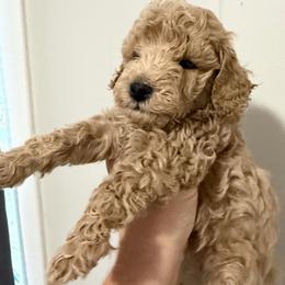 Boy 3 AKC Merlin - Apricot male Poodle puppy in Lees Summit, Missouri from Divine K9s LLC