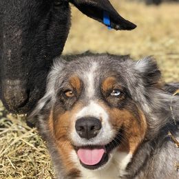 Australian Shepherds from Montana Aussies