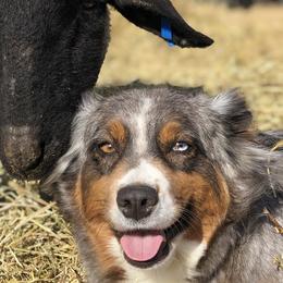 Australian Shepherds from Montana Aussies