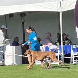 Jasper - Rhodesian Ridgeback