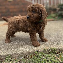Green boy - Red  male Goldendoodle puppy in Mint Hill, North Carolina from DoodleForever