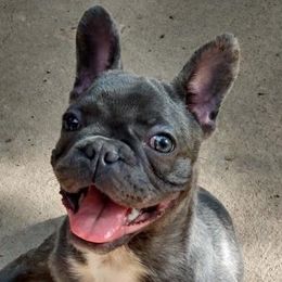 French Bulldogs from Melissa Daly