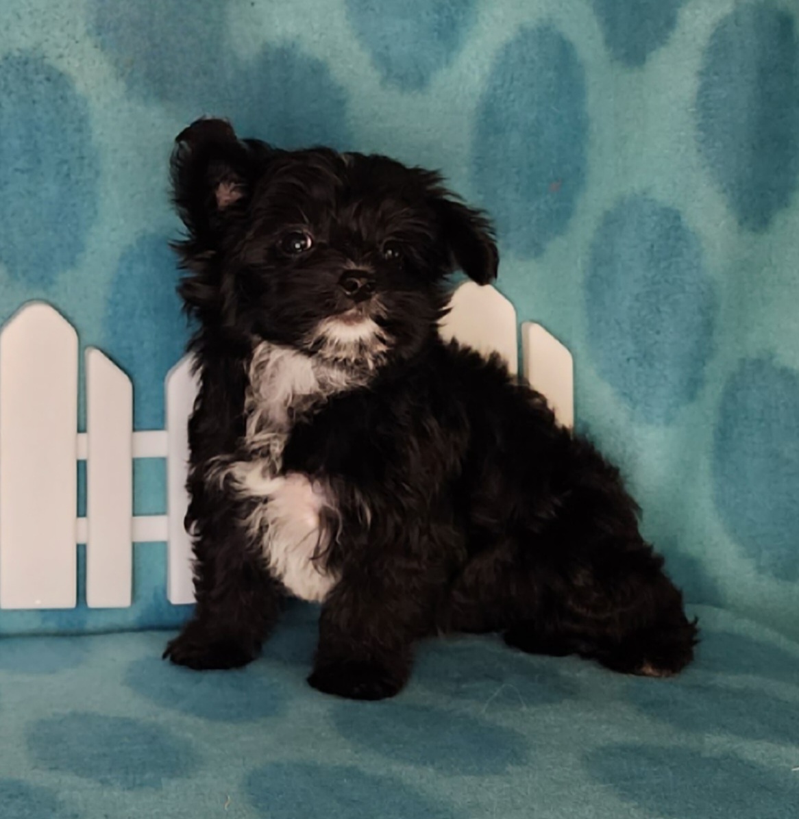 Puppy Girl 1 - Black female Yorkipoo puppy in Sequim, Washington from Spirit Valley Family