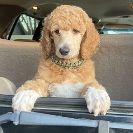 Boy 5 - Apricot Poodle puppy in Oceanside, New York from Anastasia STANDARD Poodles three four seven seven five four two three four five
