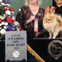 Pomeranian Puppies from Pardi Poms