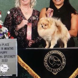 Pomeranian Puppies from Pardi Poms