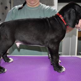 Jameson - Black and white male Great Dane puppy in Chapmansboro, Tennessee from Balthrop Bend Farms