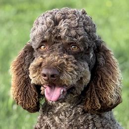 Aussiedoodle, Miniature Australian Shepherd, and Poodle Puppies from Classic K9’s  Aussies & Doodles