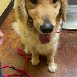 Golden Retrievers and Shih Tzus from Carter Family Retrievers