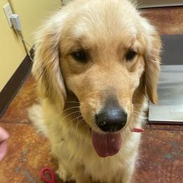 Golden Retrievers and Shih Tzus from Carter Family Retrievers