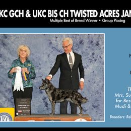 Mudis and Toy Fox Terriers from JANUS Mudis & Toy Fox Terriers