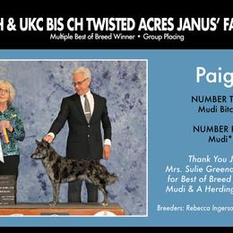 Mudis and Toy Fox Terriers from JANUS Mudis & Toy Fox Terriers
