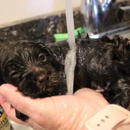 Green collar Mike - Chocolate male Australian Labradoodle puppy in Provo, Utah from EllsWORTH Labradoodles LLC