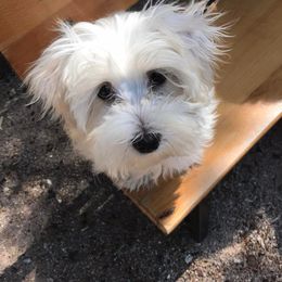 Maltese from Maltese Mama