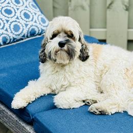 Cockapoo Puppies from Lulu's Cockapoos