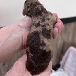 Boy 1 - Dapple male Dachshund puppy in Gouverneur, New York from Dack Dachshunds