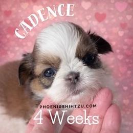 Cadence - Gold and white female Shih Tzu puppy in Hayden, Idaho from Phoenix Shih Tzu