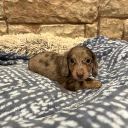 Bella - Dapple female Dachshund puppy in Stilwell, Oklahoma from B & K Dachshunds