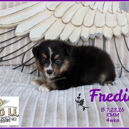 Fredie - Black tri male Miniature Australian Shepherd puppy in Madisonville, Texas from Flying LL Aussies