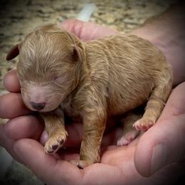 Havarti - Apricot female Poodle puppy in Stokesdale, North Carolina from His and Hers Poodles and Doodles