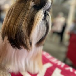 Baby - Shih Tzu