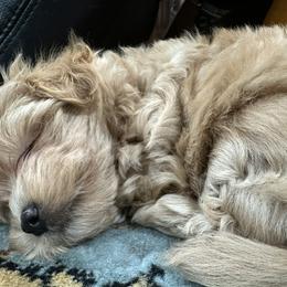 Maltipoo Puppies from Sivers puppies
