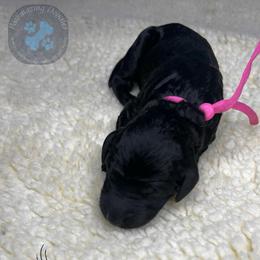 Truffle - Black female Goldendoodle puppy in Summerville, South Carolina from Pawmazing Doodles