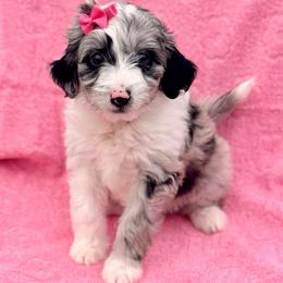 Pink collar toy - Blue merle female Aussiedoodle puppy in 32046, Florida from River Hill Ranch