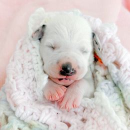 Ginny Weasley - White black and tan female Dalmatian puppy in Whitwell, Tennessee from Rock a Dalmatian “RockADal”
