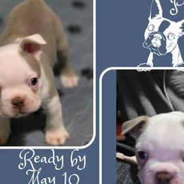 Boston Terriers from Lola & Milo's Pups-Boston Terrier -CKC