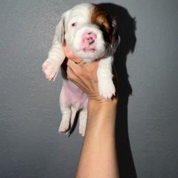 Boy 1 - Piebald male Dachshund puppy in Port Charlotte, Florida from Cloud Nine Ranch Bullies